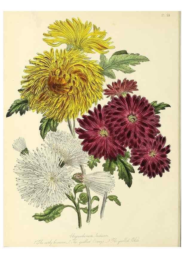 Reproducción/Reproduction 46712885922: The ladies' flower-garden of ornamental perennials.. London,W. Smith,1843-44.. 