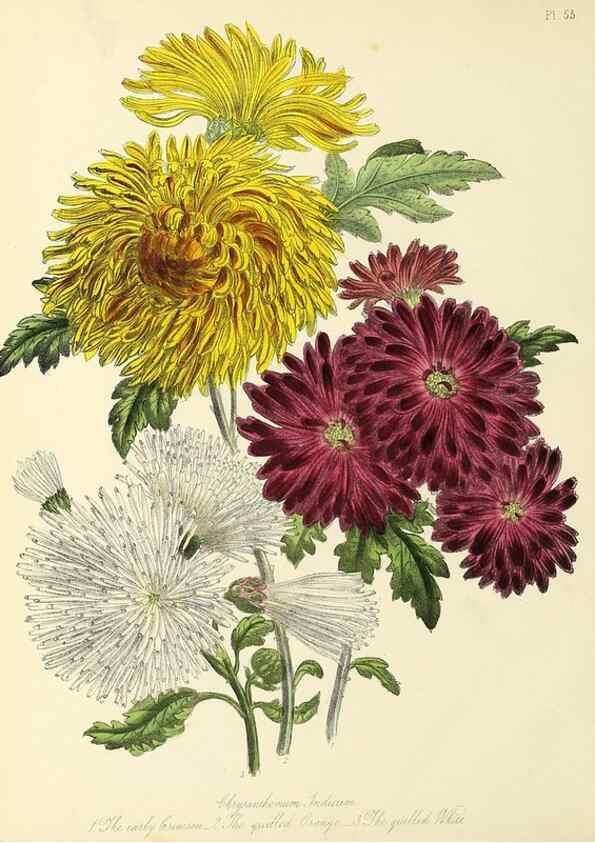 Reproducción/Reproduction 46712885922: The ladies' flower-garden of ornamental perennials.. London,W. Smith,1843-44.. 