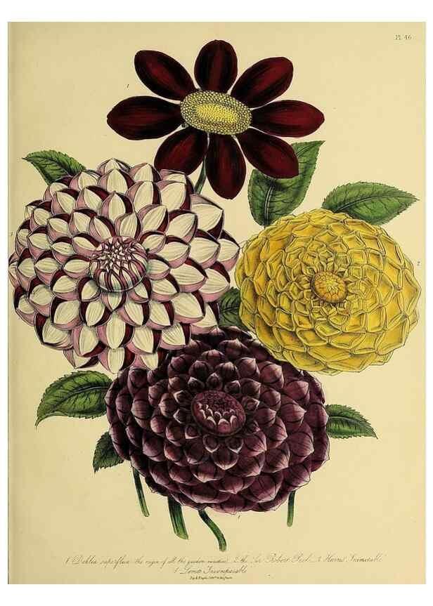 Reproducción/Reproduction 45850675415: The ladies' flower-garden of ornamental perennials.. London,W. Smith,1843-44.. 