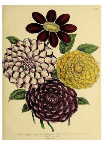 Reproducción/Reproduction 45850675415: The ladies' flower-garden of ornamental perennials.. London,W. Smith,1843-44.. 