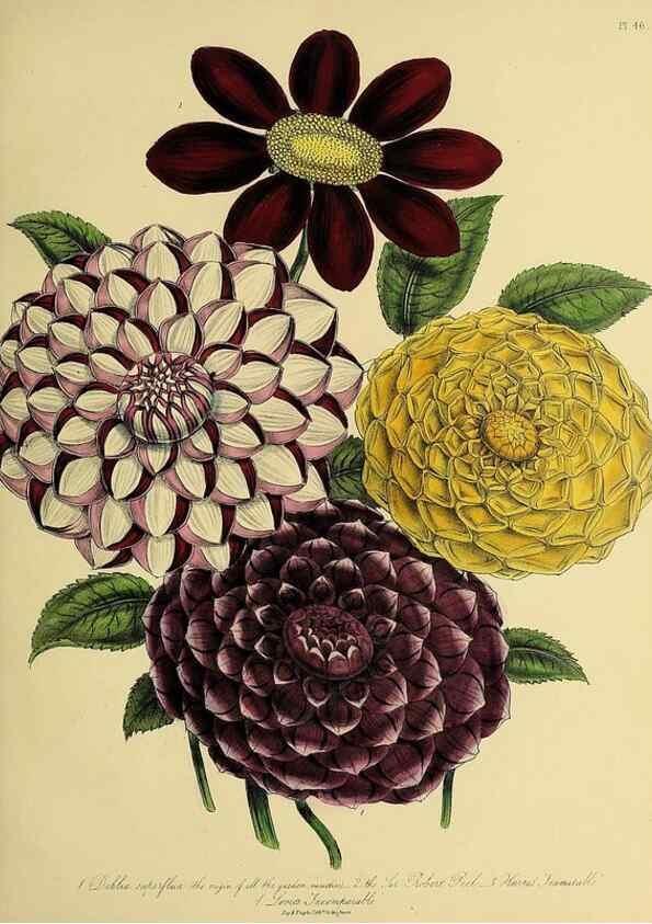 Reproducción/Reproduction 45850675415: The ladies' flower-garden of ornamental perennials.. London,W. Smith,1843-44.. 