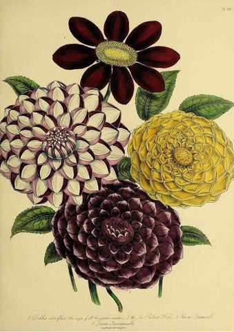 Reproducción/Reproduction 45850675415: The ladies' flower-garden of ornamental perennials.. London,W. Smith,1843-44.. 