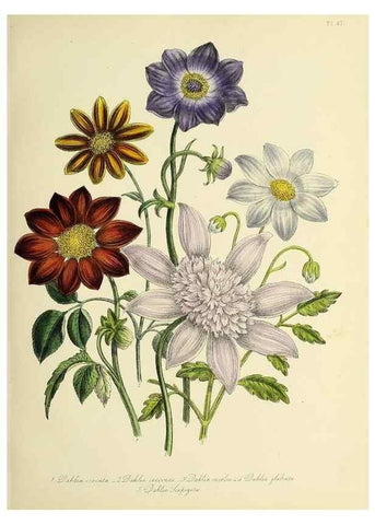 Reproducción/Reproduction 31824169187: The ladies' flower-garden of ornamental perennials.. London,W. Smith,1843-44.. 
