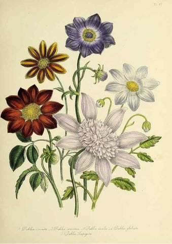 Reproducción/Reproduction 31824169187: The ladies' flower-garden of ornamental perennials.. London,W. Smith,1843-44.. 