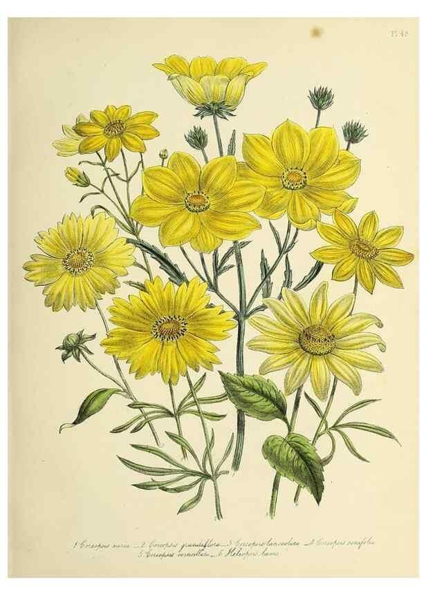 Reproducción/Reproduction 46040708934: The ladies' flower-garden of ornamental perennials.. London,W. Smith,1843-44.. 