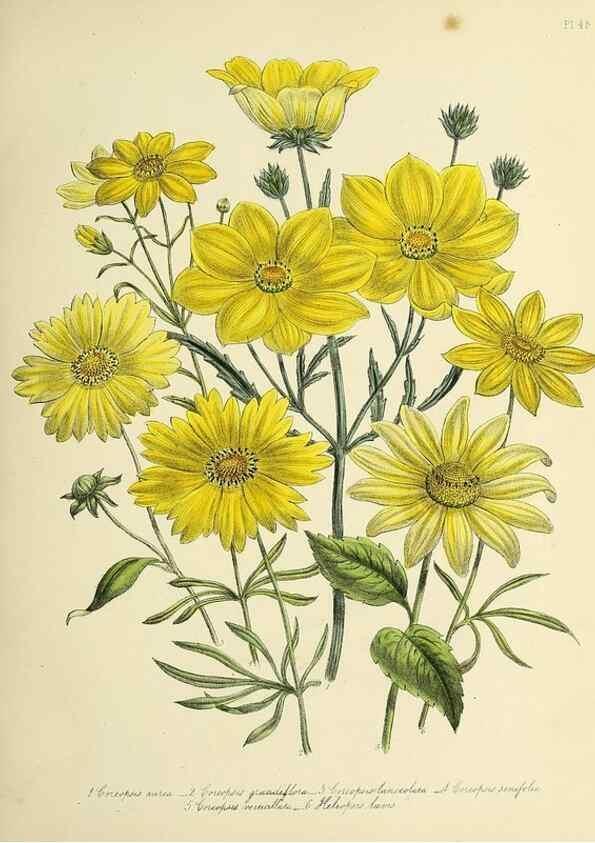 Reproducción/Reproduction 46040708934: The ladies' flower-garden of ornamental perennials.. London,W. Smith,1843-44.. 