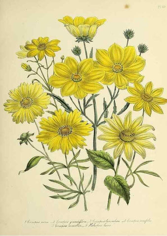 Reproducción/Reproduction 46040708934: The ladies' flower-garden of ornamental perennials.. London,W. Smith,1843-44.. 