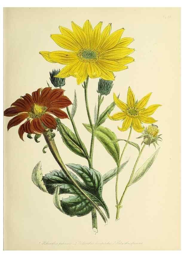 Reproducción/Reproduction 39800524083: The ladies' flower-garden of ornamental perennials.. London,W. Smith,1843-44.. 