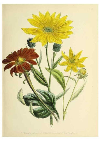 Reproducción/Reproduction 39800524083: The ladies' flower-garden of ornamental perennials.. London,W. Smith,1843-44.. 