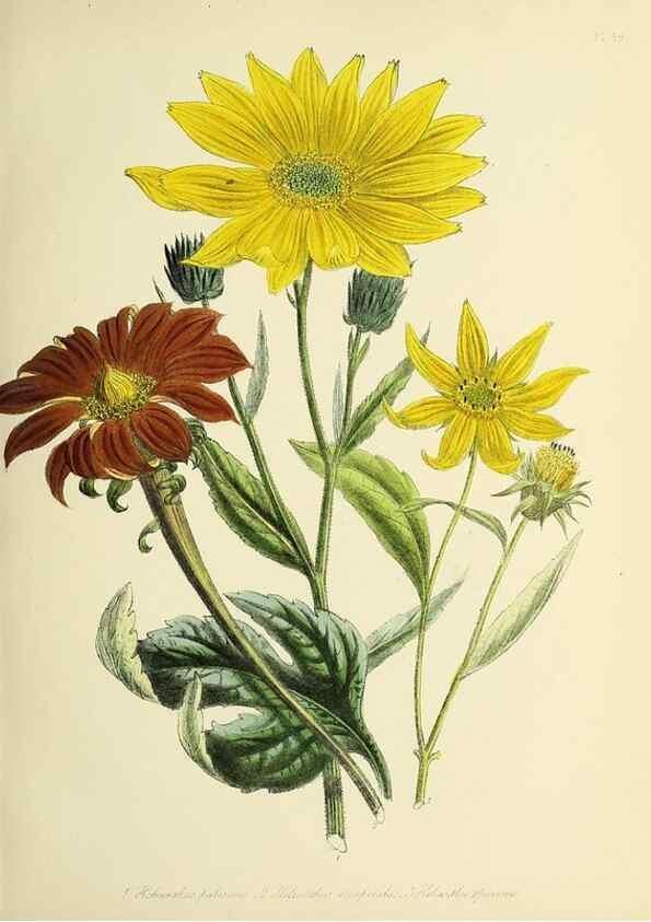 Reproducción/Reproduction 39800524083: The ladies' flower-garden of ornamental perennials.. London,W. Smith,1843-44.. 