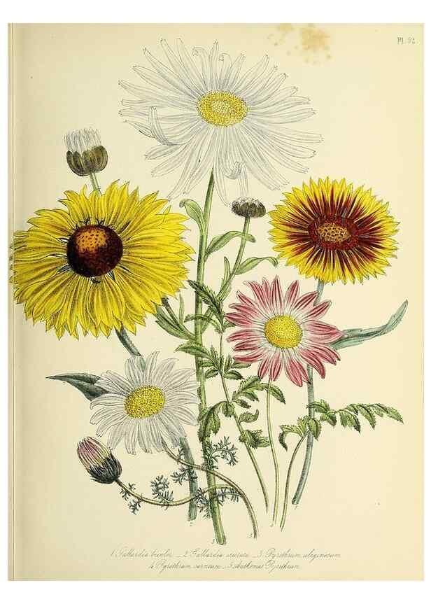 Reproducción/Reproduction 45850678875: The ladies' flower-garden of ornamental perennials.. London,W. Smith,1843-44.. 