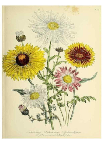 Reproducción/Reproduction 45850678875: The ladies' flower-garden of ornamental perennials.. London,W. Smith,1843-44.. 