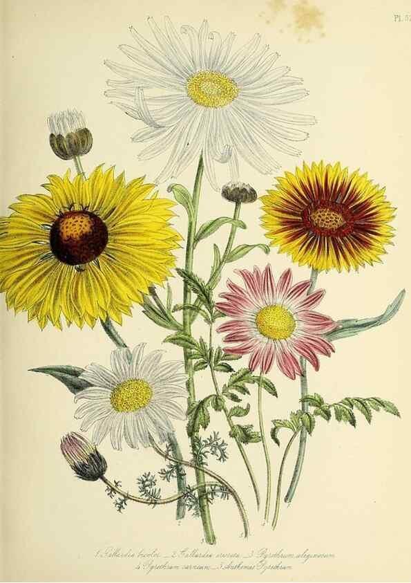 Reproducción/Reproduction 45850678875: The ladies' flower-garden of ornamental perennials.. London,W. Smith,1843-44.. 