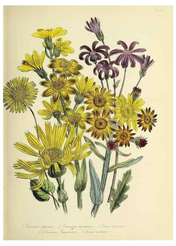 Reproducción/Reproduction 31824180827: The ladies' flower-garden of ornamental perennials.. London,W. Smith,1843-44.. 