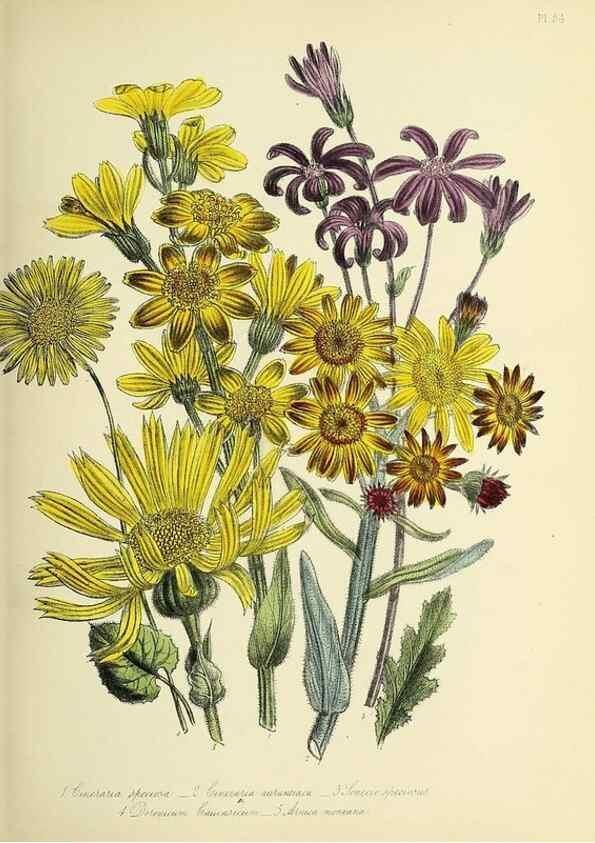 Reproducción/Reproduction 31824180827: The ladies' flower-garden of ornamental perennials.. London,W. Smith,1843-44.. 