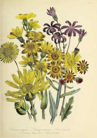 Reproducción/Reproduction 31824180827: The ladies' flower-garden of ornamental perennials.. London,W. Smith,1843-44.. 