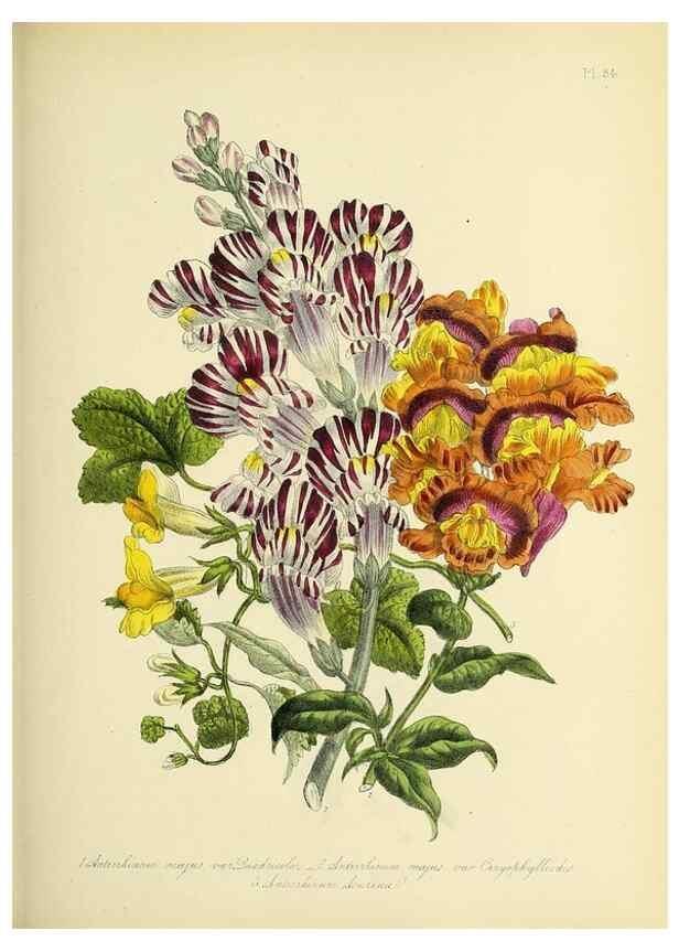 Reproducción/Reproduction 45850762565: The ladies' flower-garden of ornamental perennials.. London,W. Smith,1843-44.. 