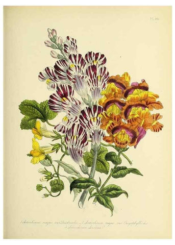 Reproducción/Reproduction 45850762565: The ladies' flower-garden of ornamental perennials.. London,W. Smith,1843-44.. 