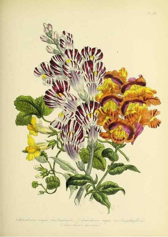 Reproducción/Reproduction 45850762565: The ladies' flower-garden of ornamental perennials.. London,W. Smith,1843-44.. 