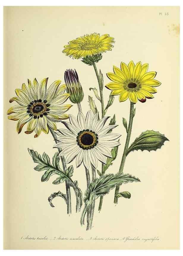 Reproducción/Reproduction 39800533123: The ladies' flower-garden of ornamental perennials.. London,W. Smith,1843-44.. 