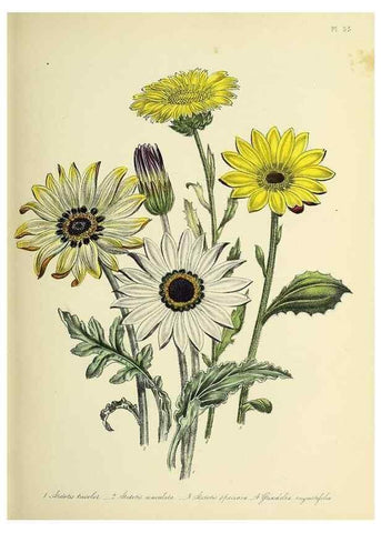 Reproducción/Reproduction 39800533123: The ladies' flower-garden of ornamental perennials.. London,W. Smith,1843-44.. 