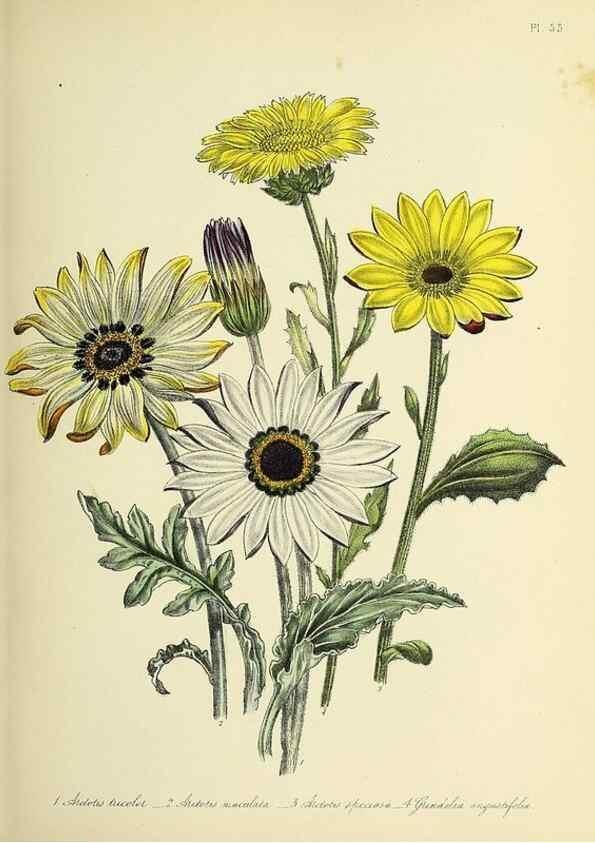 Reproducción/Reproduction 39800533123: The ladies' flower-garden of ornamental perennials.. London,W. Smith,1843-44.. 