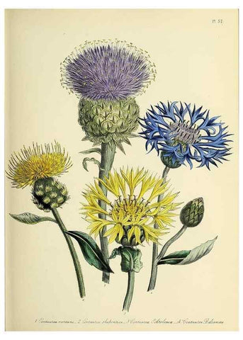 Reproducción/Reproduction 39800534653: The ladies' flower-garden of ornamental perennials.. London,W. Smith,1843-44.. 
