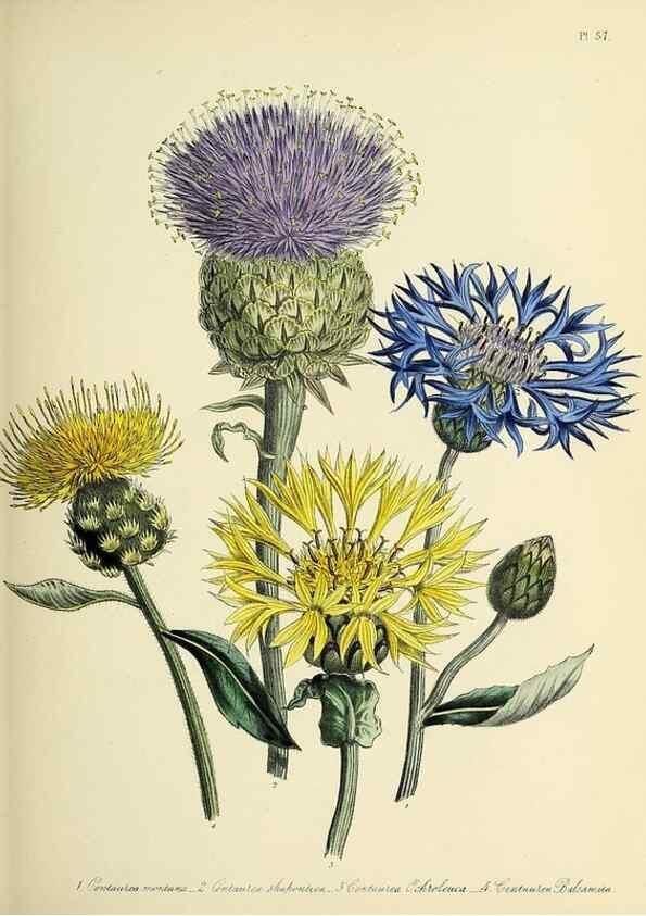 Reproducción/Reproduction 39800534653: The ladies' flower-garden of ornamental perennials.. London,W. Smith,1843-44.. 