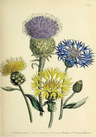 Reproducción/Reproduction 39800534653: The ladies' flower-garden of ornamental perennials.. London,W. Smith,1843-44.. 