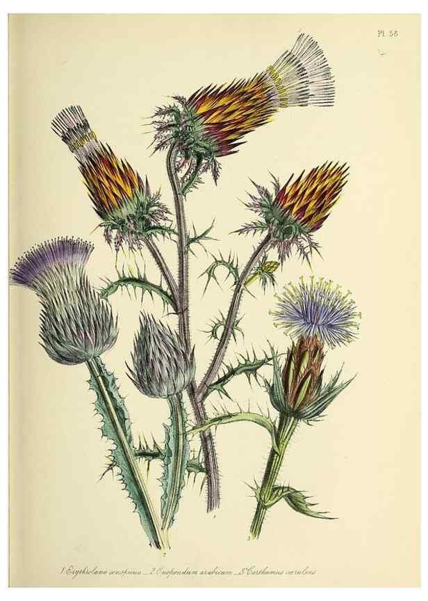 Reproducción/Reproduction 39800535573: The ladies' flower-garden of ornamental perennials.. London,W. Smith,1843-44.. 