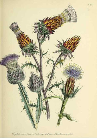 Reproducción/Reproduction 39800535573: The ladies' flower-garden of ornamental perennials.. London,W. Smith,1843-44.. 