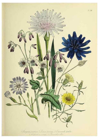 Reproducción/Reproduction 32890141268: The ladies' flower-garden of ornamental perennials.. London,W. Smith,1843-44.. 