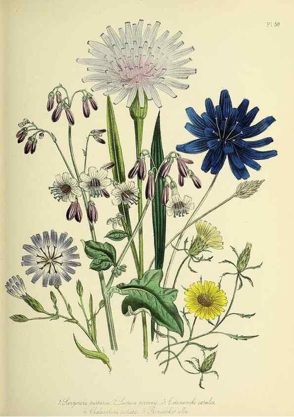 Reproducción/Reproduction 32890141268: The ladies' flower-garden of ornamental perennials.. London,W. Smith,1843-44.. 