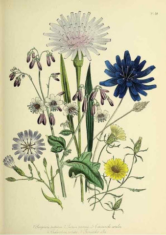Reproducción/Reproduction 32890141268: The ladies' flower-garden of ornamental perennials.. London,W. Smith,1843-44.. 