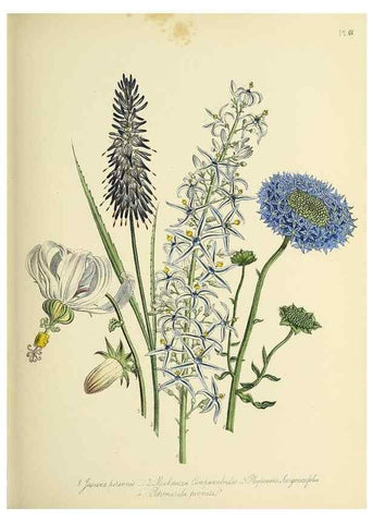 Reproducción/Reproduction 46040726374: The ladies' flower-garden of ornamental perennials.. London,W. Smith,1843-44.. 
