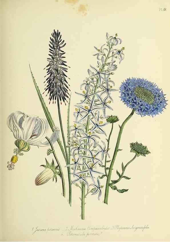 Reproducción/Reproduction 46040726374: The ladies' flower-garden of ornamental perennials.. London,W. Smith,1843-44.. 
