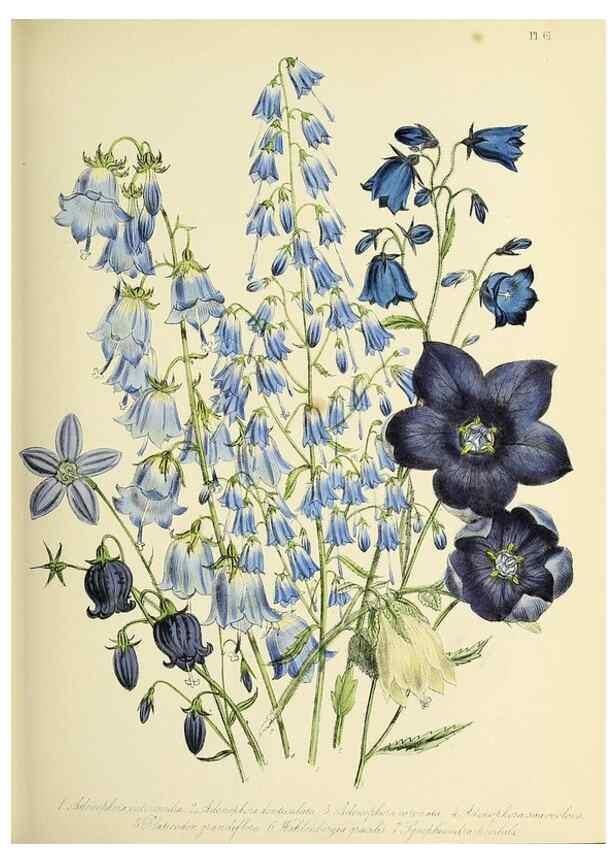 Reproducción/Reproduction 46765849821: The ladies' flower-garden of ornamental perennials.. London,W. Smith,1843-44.. 