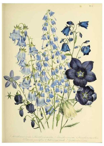Reproducción/Reproduction 46765849821: The ladies' flower-garden of ornamental perennials.. London,W. Smith,1843-44.. 