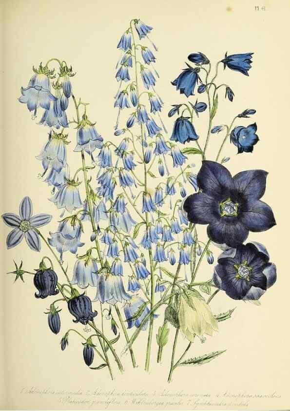 Reproducción/Reproduction 46765849821: The ladies' flower-garden of ornamental perennials.. London,W. Smith,1843-44.. 