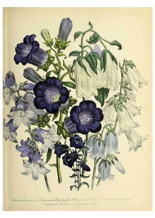 Reproducción/Reproduction 39800539003: The ladies' flower-garden of ornamental perennials.. London,W. Smith,1843-44.. 