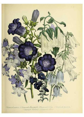 Reproducción/Reproduction 39800539003: The ladies' flower-garden of ornamental perennials.. London,W. Smith,1843-44.. 