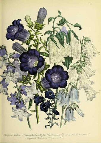 Reproducción/Reproduction 39800539003: The ladies' flower-garden of ornamental perennials.. London,W. Smith,1843-44.. 