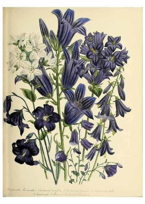 Reproducción/Reproduction 32890143618: The ladies' flower-garden of ornamental perennials.. London,W. Smith,1843-44.. 