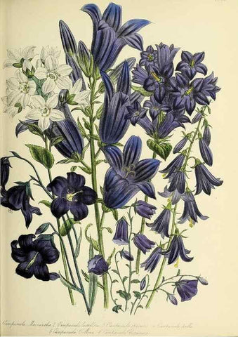 Reproducción/Reproduction 32890143618: The ladies' flower-garden of ornamental perennials.. London,W. Smith,1843-44.. 