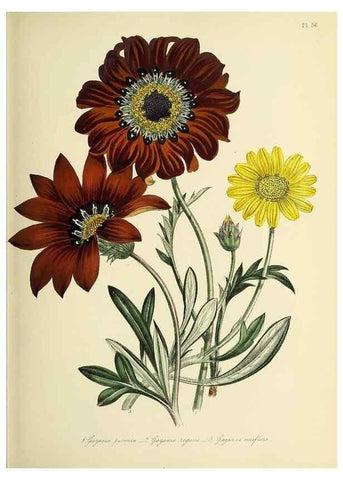 Reproducción/Reproduction 46765845871: The ladies' flower-garden of ornamental perennials.. London,W. Smith,1843-44.. 