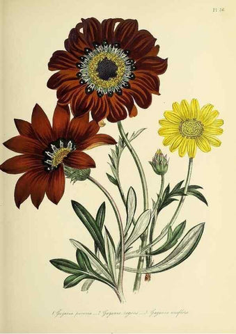 Reproducción/Reproduction 46765845871: The ladies' flower-garden of ornamental perennials.. London,W. Smith,1843-44.. 