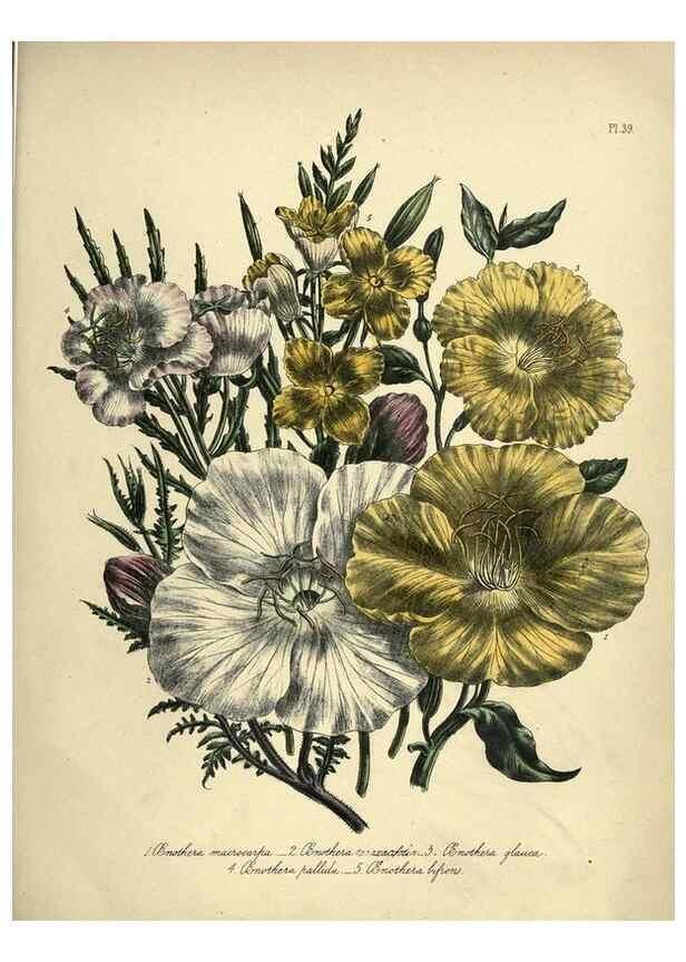 Reproducción/Reproduction 46040412784: The ladies' flower-garden of ornamental perennials.. London,W. Smith,1843-44.. 