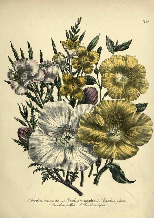 Reproducción/Reproduction 46040412784: The ladies' flower-garden of ornamental perennials.. London,W. Smith,1843-44.. 