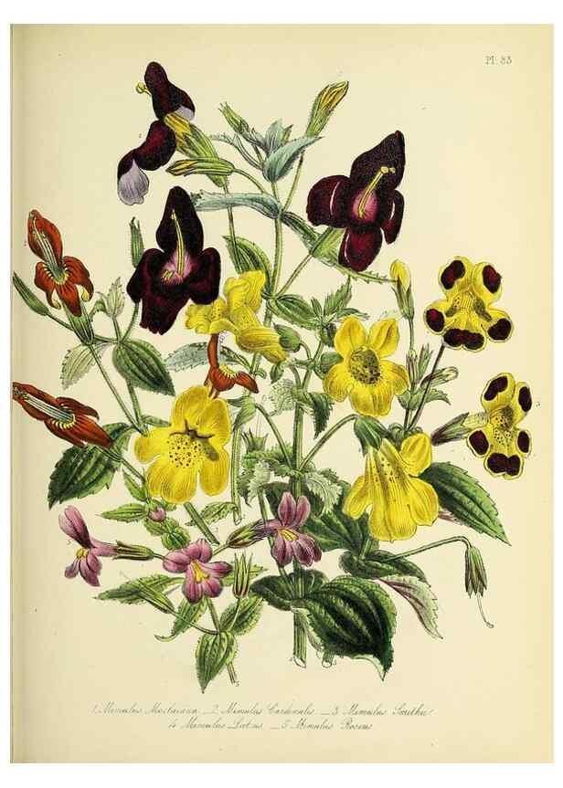 Reproducción/Reproduction 46040818334: The ladies' flower-garden of ornamental perennials.. London,W. Smith,1843-44.. 
