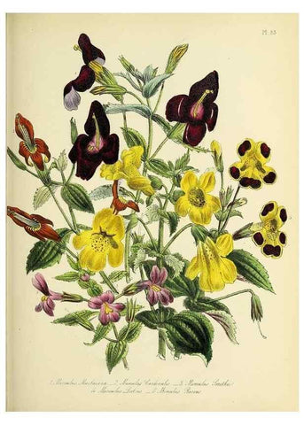 Reproducción/Reproduction 46040818334: The ladies' flower-garden of ornamental perennials.. London,W. Smith,1843-44.. 
